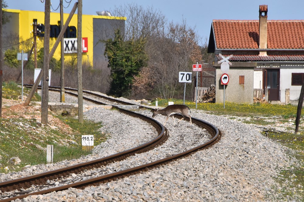 Samo minutu prije prolaska vlaka, srne prešle prugu u Šijani (snimio Duško MARUŠIĆ ČIČI)
